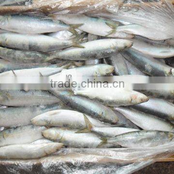 Good quality frozen sardine seafood fish 85 pcs