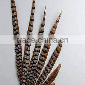 Reeves Pheasant Tails