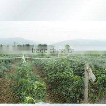 100%PP fruit cherry protection net/anit bird net