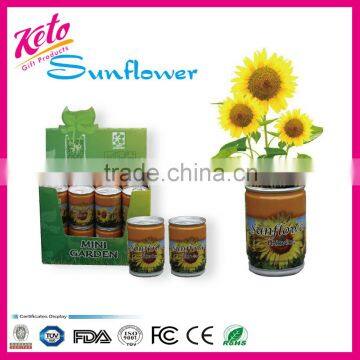 Mini Plant Sunflower Can Flower