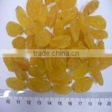 Supply AD Dried Golden Raisins with large amount