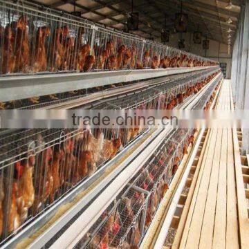 Different type chicken cage for layer hen and broiler