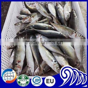 New Fresh Frozen High Quality Round Scad on Sale