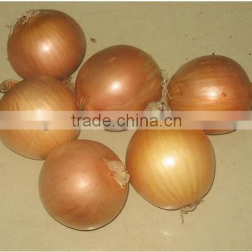 Fresh yellow onion , good quality Gansu origin