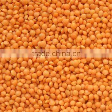 Split Red Lentils Lentille Lense Lenteige Masoor Mercimek Saabat Masoor Football type Red Lentil