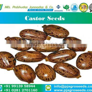 Castor Seeds