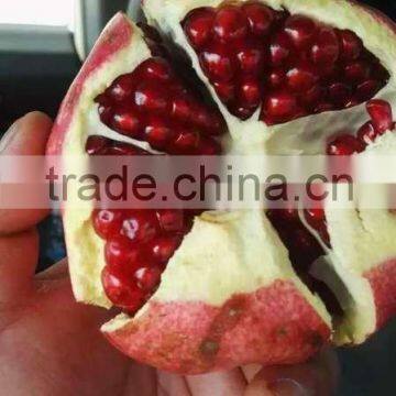 Fresh Pomegranate for Sales photo-6