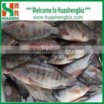 frozen whole round tilapia 200/300