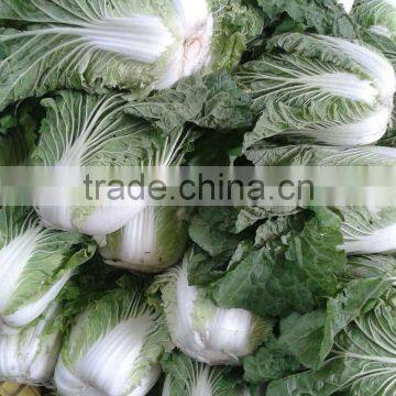 Wholesale Chinese Long Cabbage photo-2