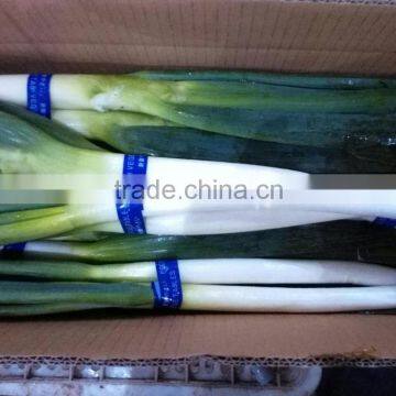 fresh green onions