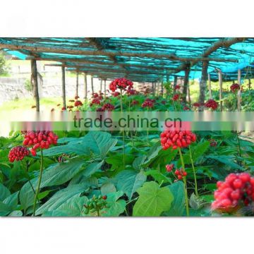 Changbai Mountain Panax/Red Ginseng Seeds For Sale For Cultivation