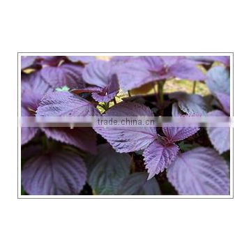 High Sprouting Rate Purple Perilla Seeds For Growing