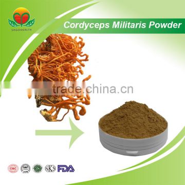 Best Seller of Cordyceps militaris powder