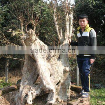 Outdoor Plants Lagerstroemia Indica L. photo-6