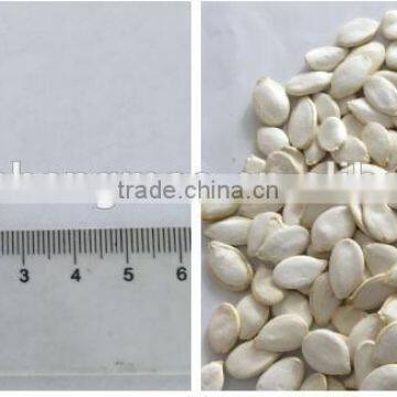 Heilongjiang good price snow white pumpkin seed for dubai market