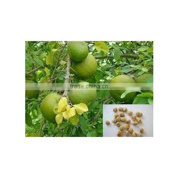 Indian Bael fruits tree seeds Aegle marmelos Rajasthan Asia