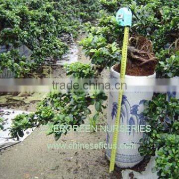 Ficus microcarpa, ficus fall water shape