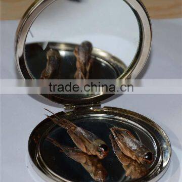 dried cricket/ldried grasshopper