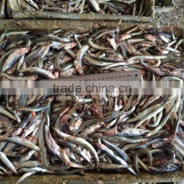 New Landing Fresh Frozen Anchovy photo-5