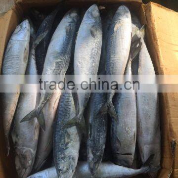 Grade A , SEAFROZEN PACIFIC MACKEREL SIZE 500+ photo-2