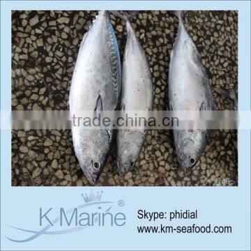 Carton or Woven Bag Packed Fat Content 16%-18% Frozen Bonito For Cannery Factory