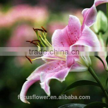 2017 New China Lily Soy Sauce Dark Pink Lily Flowers For Sale