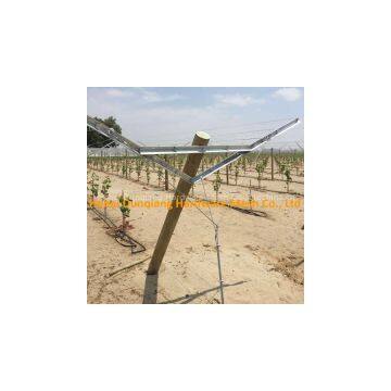Open Gable Trellis System for Vineyard