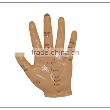 Hand Acupuncture model 26cm