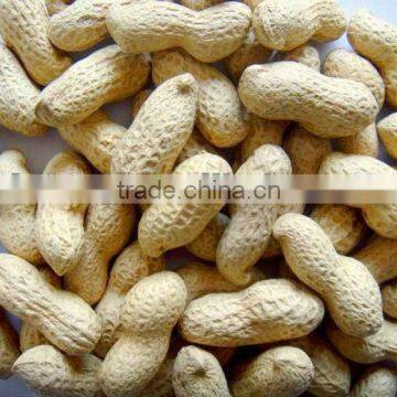 High Quality New Crop 2012 Chinese Roasted Peanut In shell