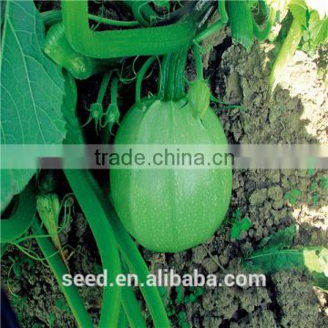 Green Beauty Green pearl chinese round squash seeds