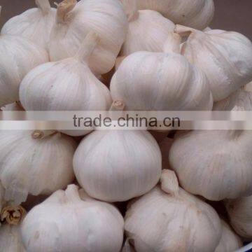 White Garlic from Viet Nam Hot Sale