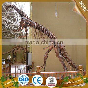 Stegosaurus Dinosaur Fossils for Sales photo-2