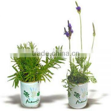 2013 Tin plant,Home decorative plants in cans, Art and crafts plants