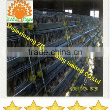 capacity 240 quails in one feedr quail battery cage