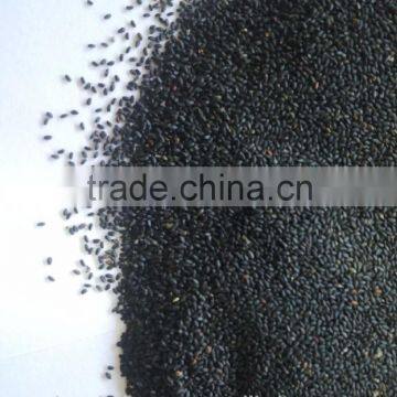 Thai Sweet Basil photo-4