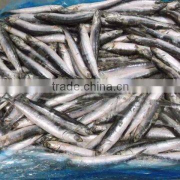 Frozen Anchovy Fish for Canning 8-12cm