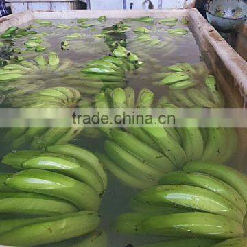 100 % Fresh Cavendish Banana photo-5