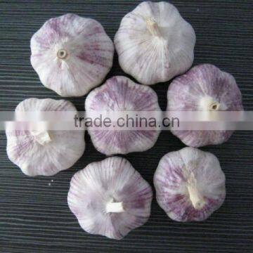 2014 normal white garlic