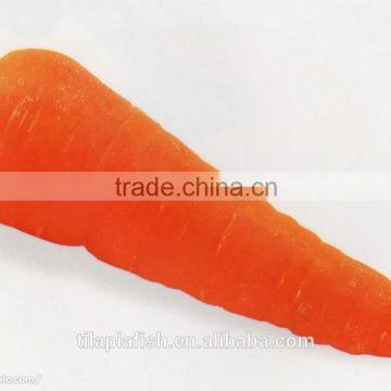 Red carrot, fresh carrot from xiamen HHF