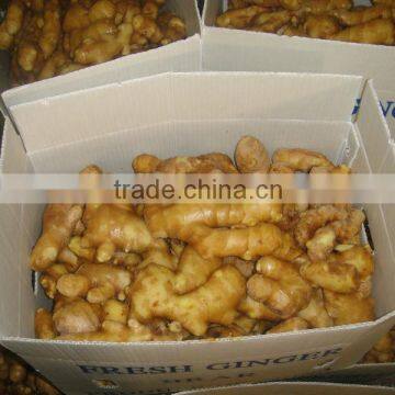 new crop fresh ginger market