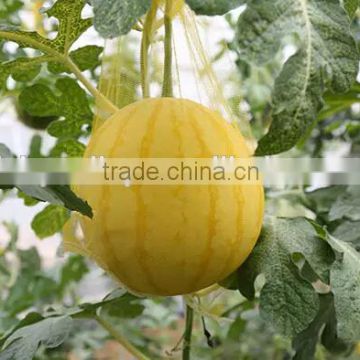 Fragrance strong yellow Peel red flesh gifts Watermelon Seeds for growing-Golden No.2