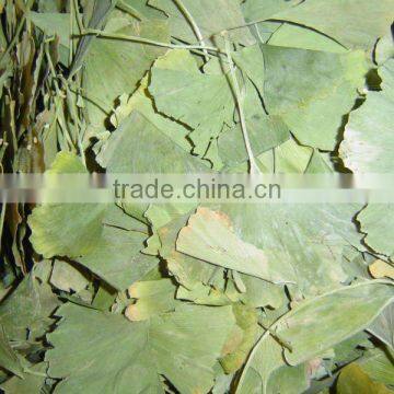 Ginkgo leaves 50kgs/bag