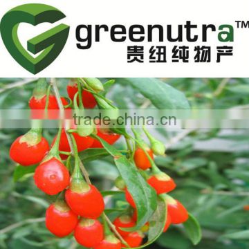 goji berry extract