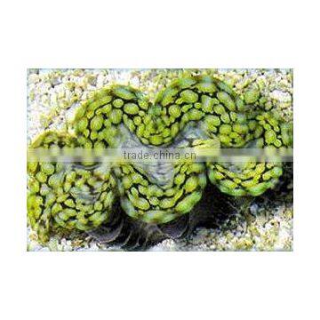 Tridacna squamosa Clam