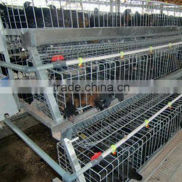 Design Layer Chicken Cage With Automatic System ( 3 layers)