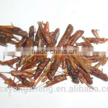 Dried Grasshopper For Bird Food photo-2