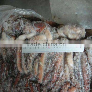 best sea frozen octopus vulgaris