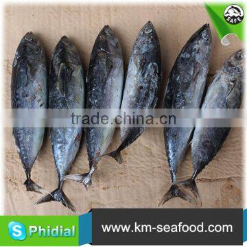 Hot Selling Without Faure Marin Bonito Exporting photo-5