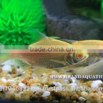 Albino Tinfoil Barb Fish For Sale / Aquarium Fish Farm photo-5