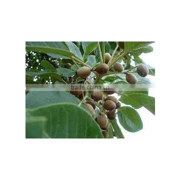 Terminalia Belerica